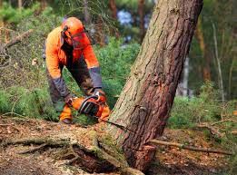 Best Arborist Consultation Services  in Crestview Hills, KY